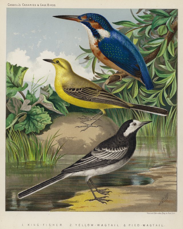 King-Fisher, Yellow-Wagtail, Pied-Wagtail by European School