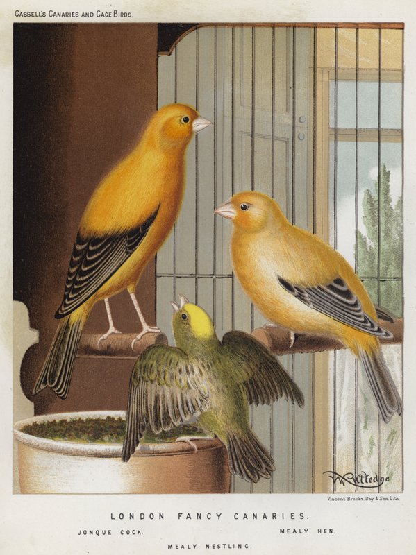 London Fancy Canaries, Jonque Cock, Mealy Hen, Mealy Nestling by European School