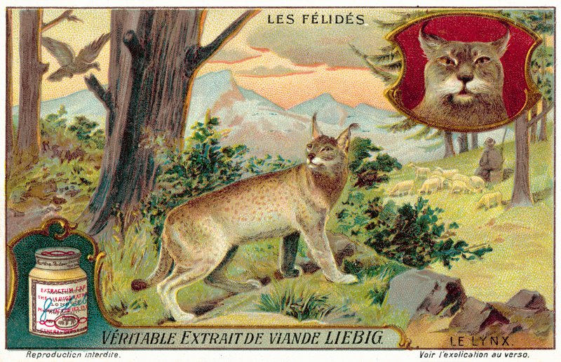 Lynx by European School