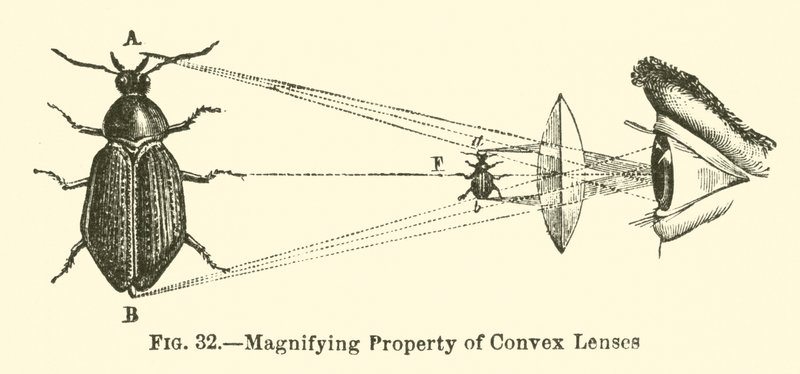 Magnifying Property of Convex Lenses by European School