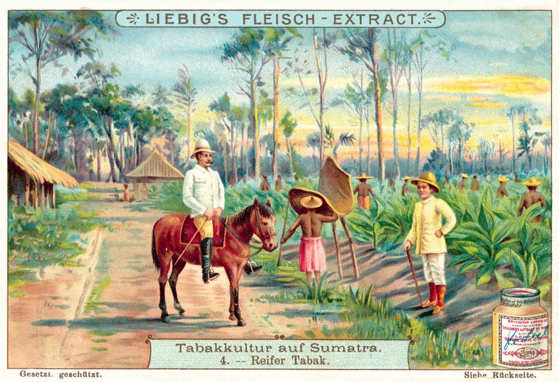 Mature tobacco plants by European School
