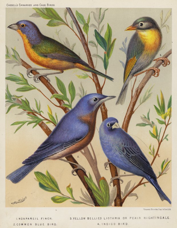 Nonpareil Finch, Yellow Bellied Liothrix or Pekin Nightingale, Common Blue Bird, Indigo Bird by European School