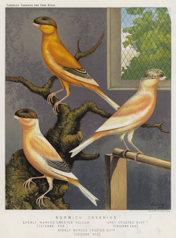 Norwich Canaries, Evenly Marked Crested Yellow, Cayenne Fed, Grey Crested Buff, Cayenne Fed, Evenly Marked Crested Buff, Cayenne Fed by European School