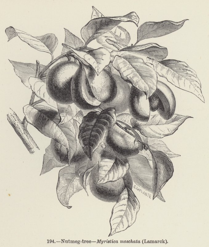 Nutmeg-tree, Myristica moschata, Lamarck by European School