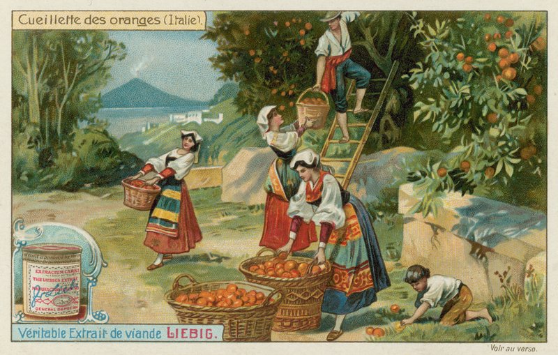 Orange Harvest in Italy by European School