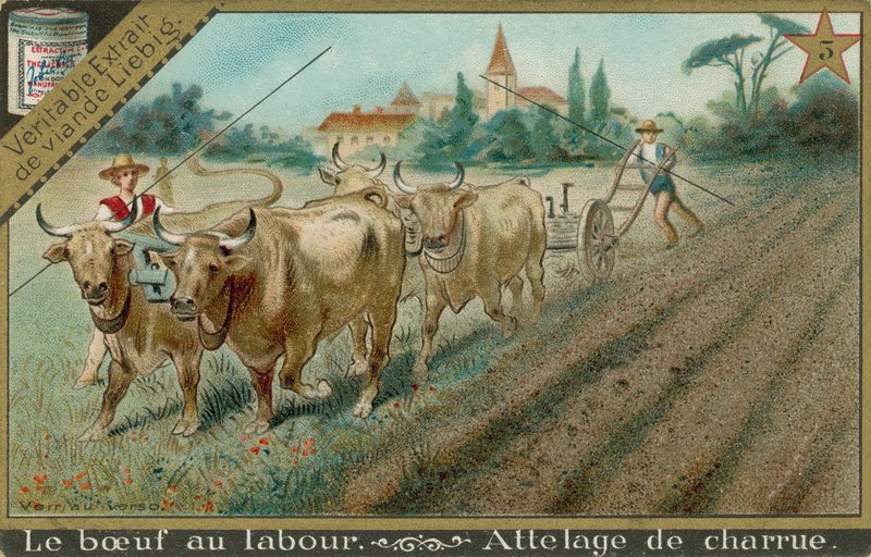 Oxen Pulling a Plough by European School