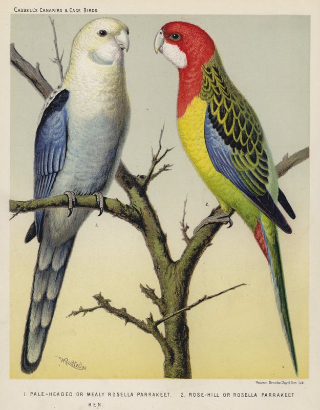 Pale-Headed or Mealy Rosella Parrakeet, Rose-Hill or Rosella Parrakeet, Hen by European School