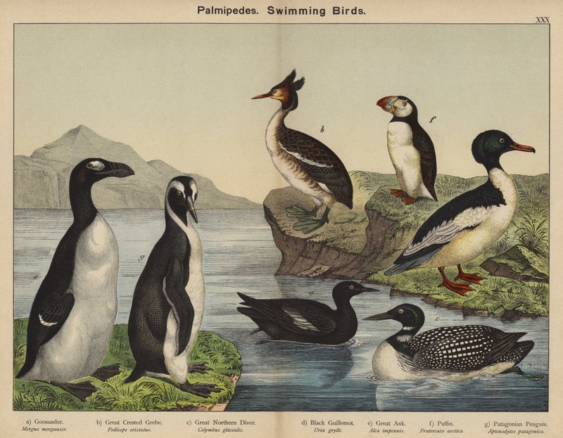 Palmipedes, Swimming Birds by European School