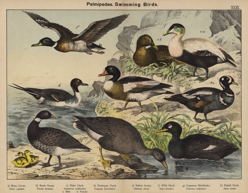 Palmipedes, Swimming Birds by European School