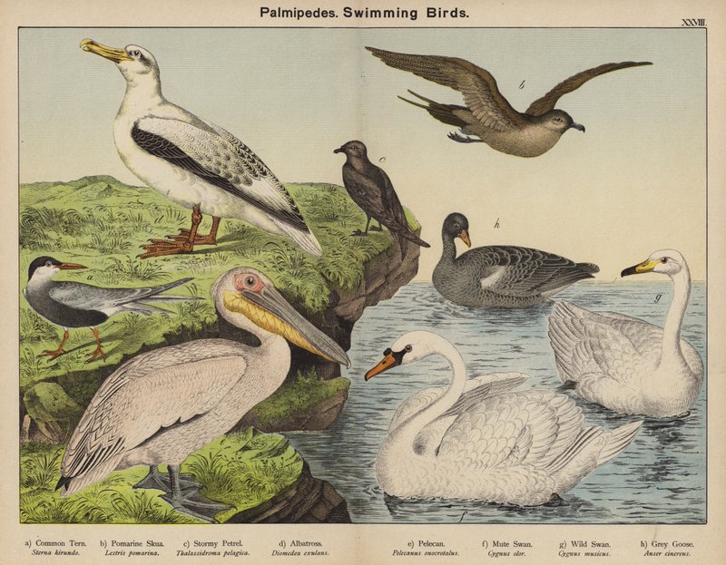 Palmipedes, Swimming Birds by European School