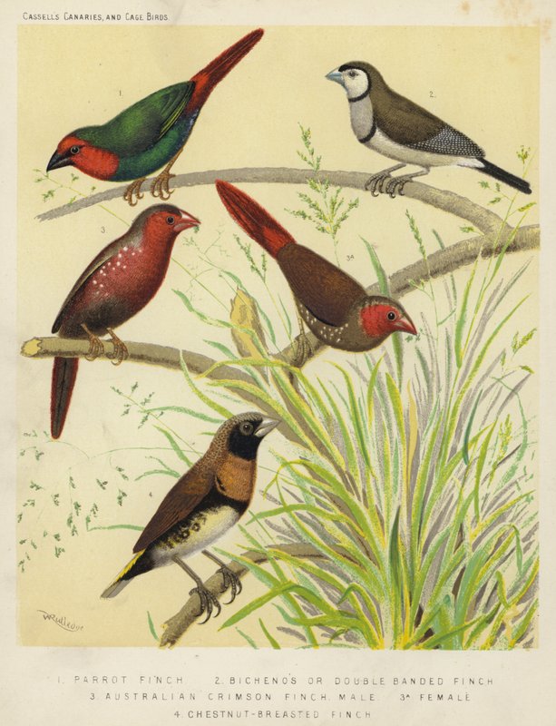 Parrot Finch, Bichenos or Double Banded Finch, Australian Crimson Finch, Male, Female, Chestnut-Breasted Finch by European School