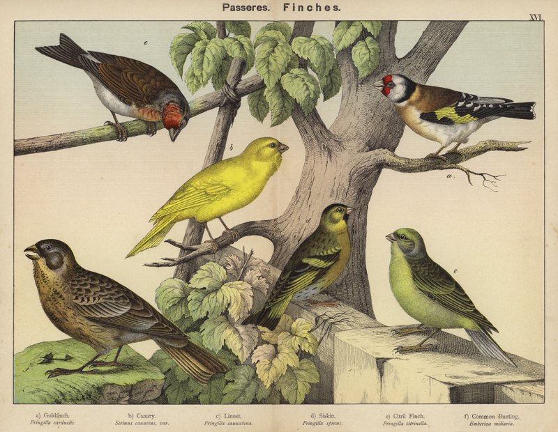 Passeres, Finches by European School