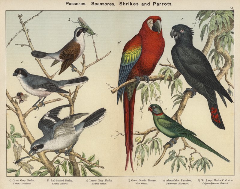 Passeres, Scansores, Shrikes and Parrots by European School