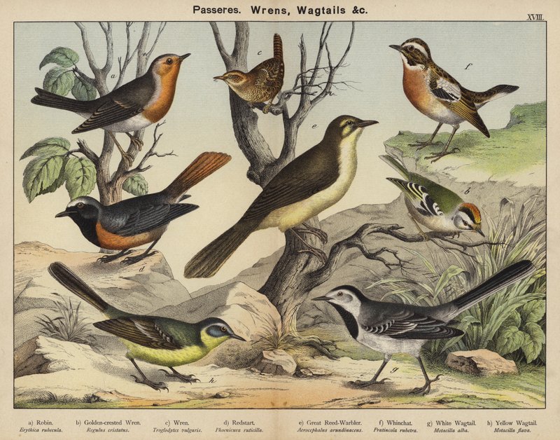 Passeres, Wrens, Wagtails by European School