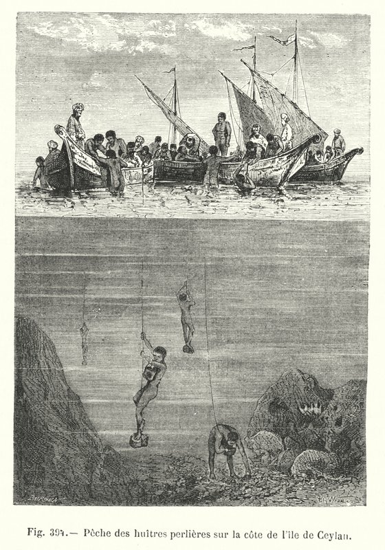 Pearl Oyster Fishing on the Coast of Ceylon (engraving) by European School