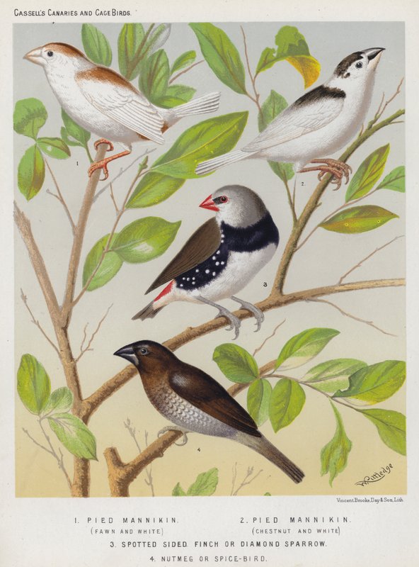 Pied Mannikin, Fawn and White, Chestnut and White, Spotted Sided Finch or Diamond Sparrow, Nutmeg or Spice-Bird by European School
