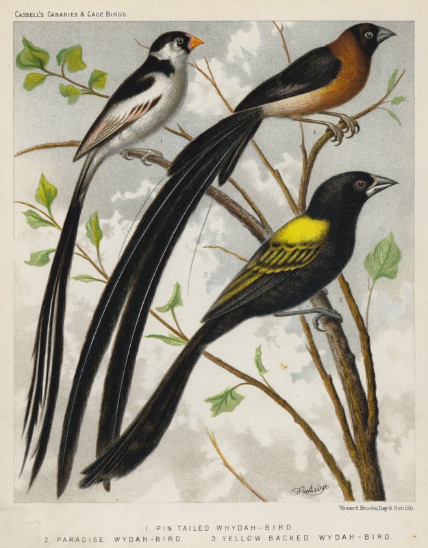 Pin Tailed Whydah-Bird, Paradise Wydah-Bird, Yellow Backed Wydah-Bird by European School
