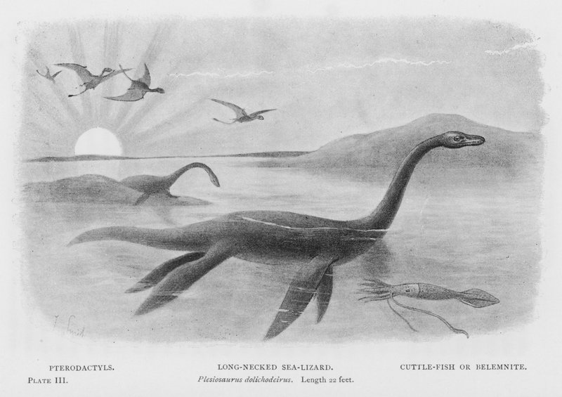 Pterodactyls, Long-Necked Sea-Lizard, Plesiosaurus dolichodeirus, Length 22 feet, Cuttle-Fish or Belemnite by European School
