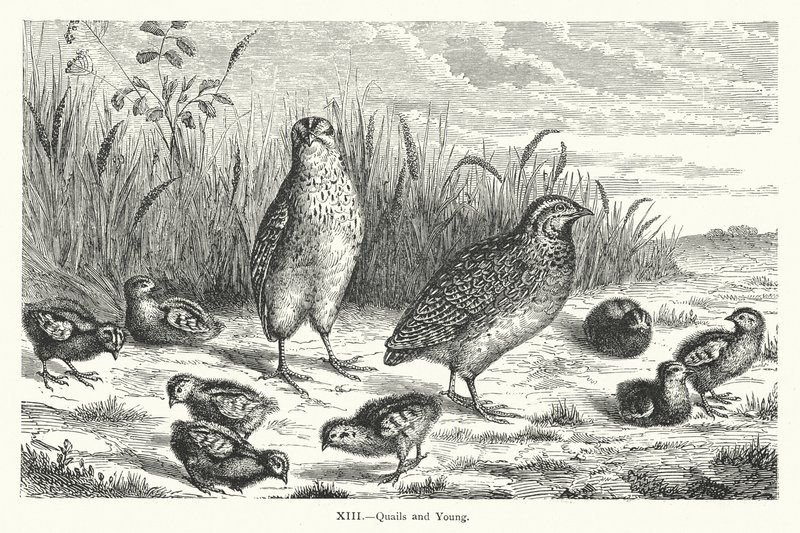 Quails and Young by European School