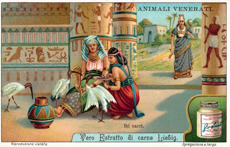 Sacred Ibis in Ancient Egypt by European School