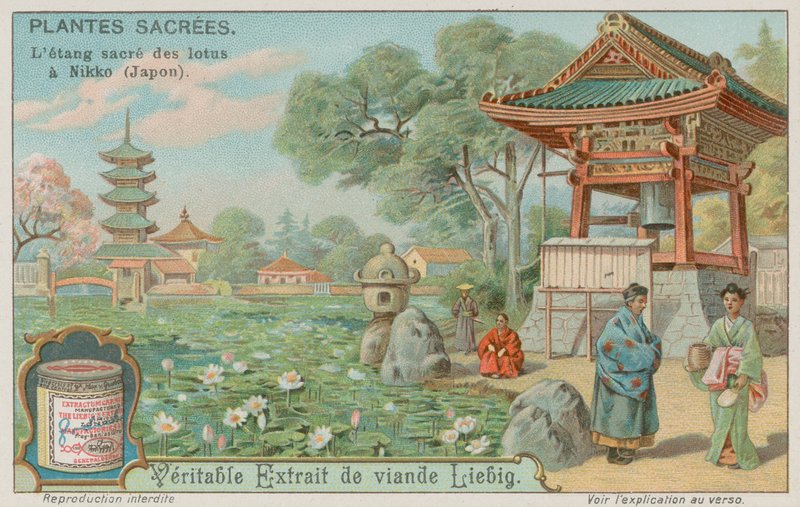 Sacred Lotus Flower Pond in Nikko, Japan by European School
