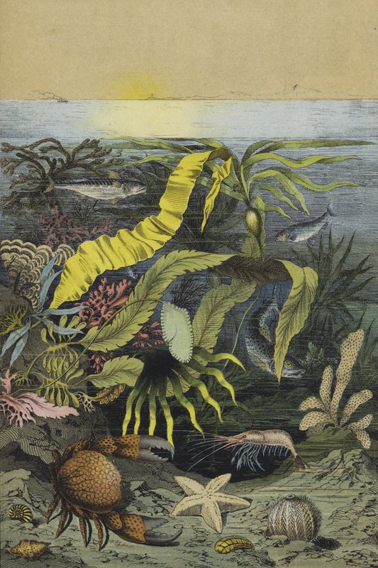 Sea life of the North Sea by European School