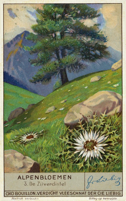 Silver Thistle by European School