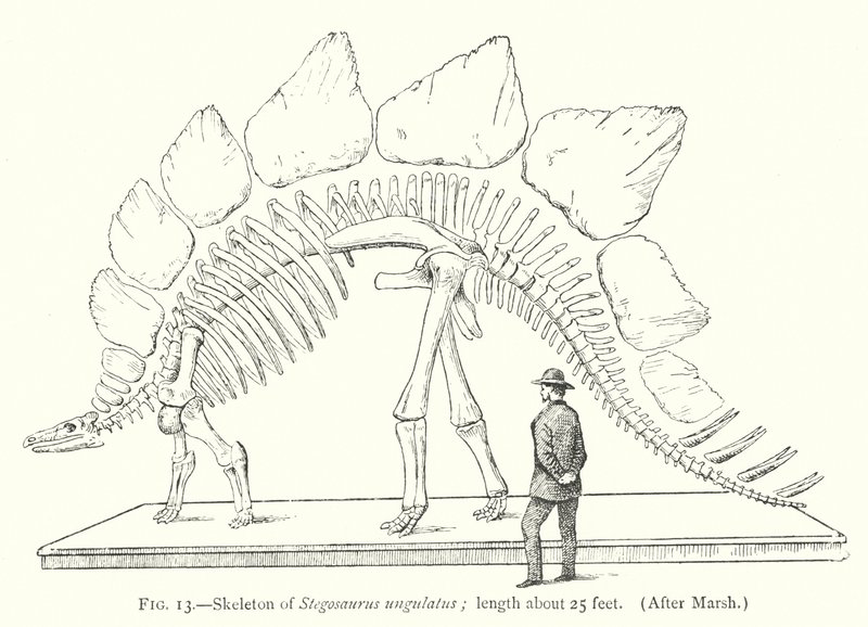 Skeleton of Stegosaurus ungulatus by European School