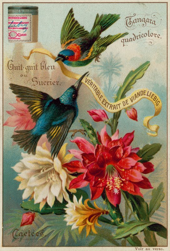 Four-Colored Tanager, Blue Honeycreeper and Bananaquit by European School