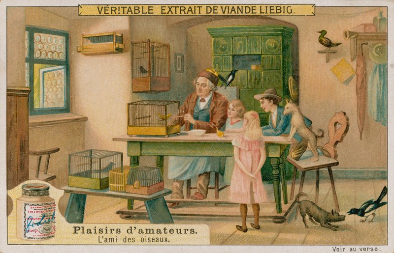 The Amateur Bird Lover by European School