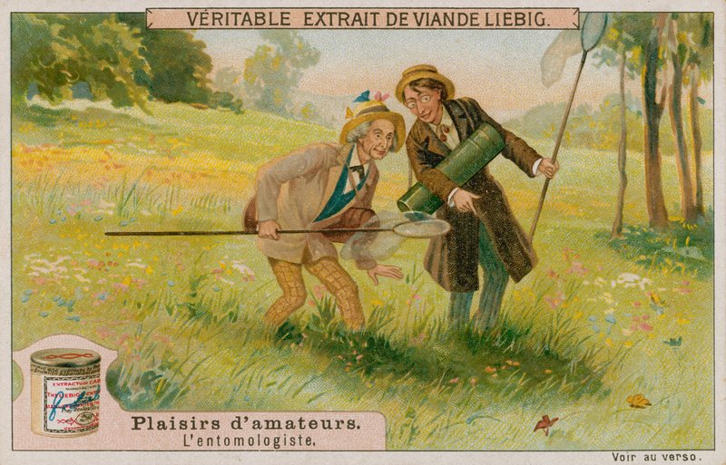 The Amateur Entomologist by European School