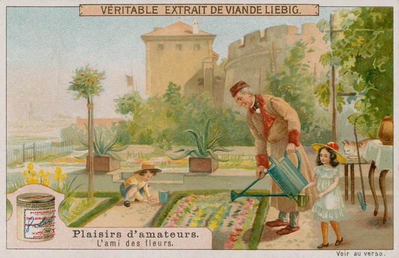 The Amateur Gardener by European School