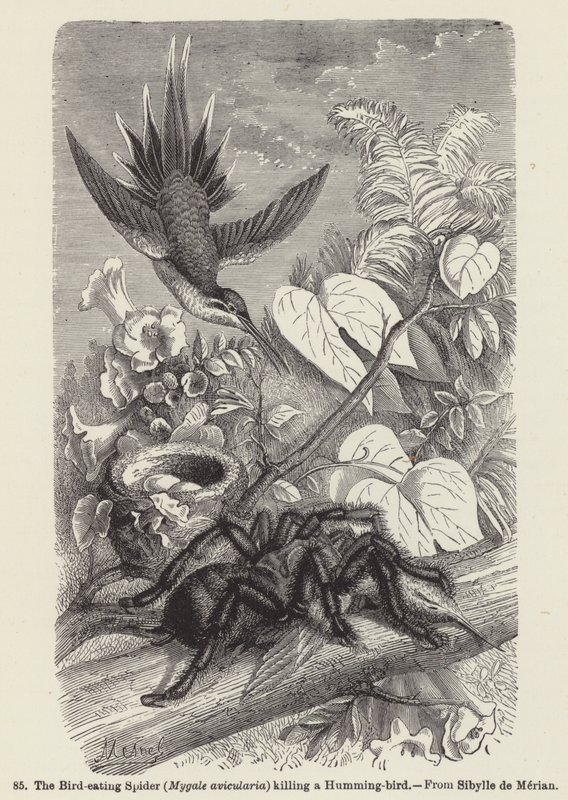 The Bird-eating Spider (Mygale avicularia) Killing a Humming-bird by European School