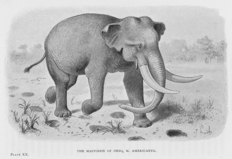 The Mastodon of Ohio, M Americanus by European School