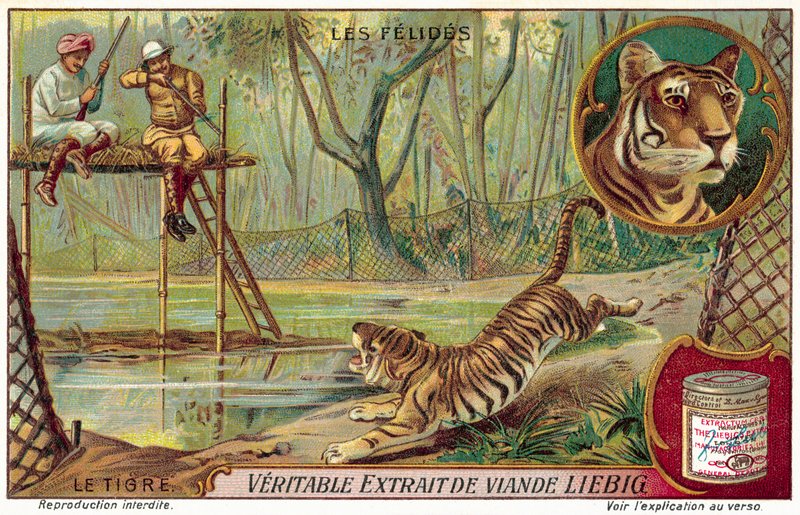 Tiger by European School