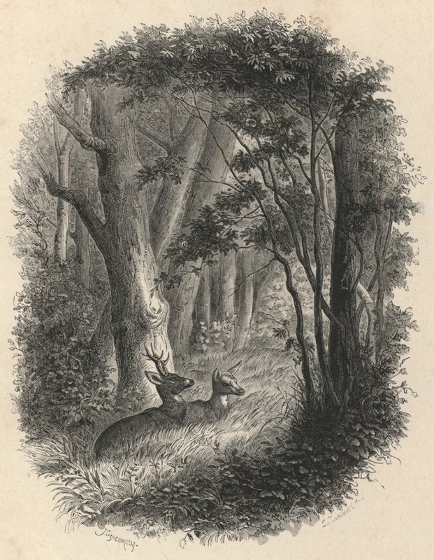 A Corner of the Forest of Fontainebleau by European School