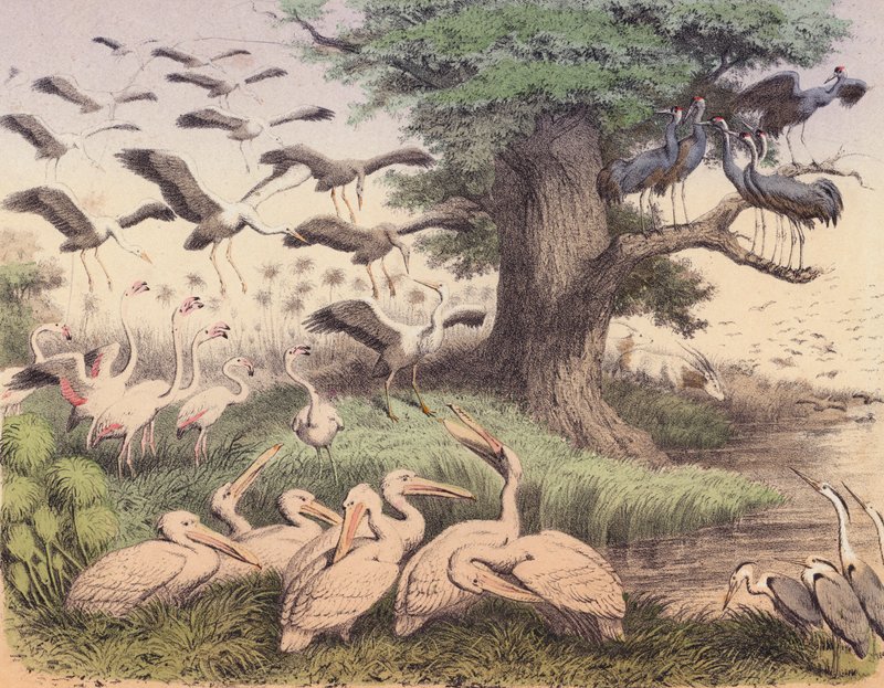 Various African Birds by European School