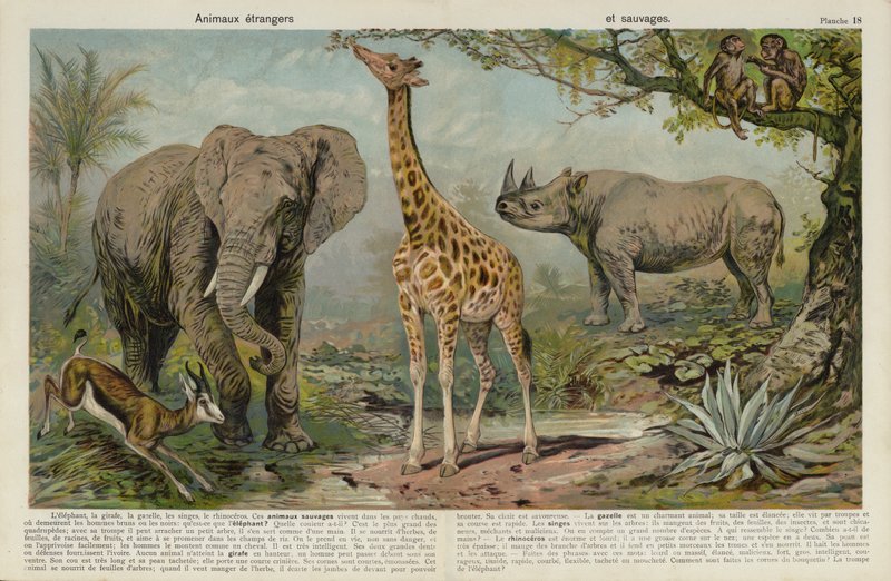 Wild Animals by European School