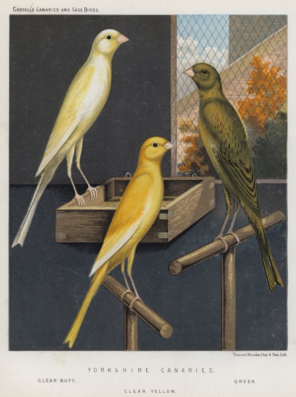 Yorkshire Canaries, Clear Buff, Green, Clear Yellow by European School