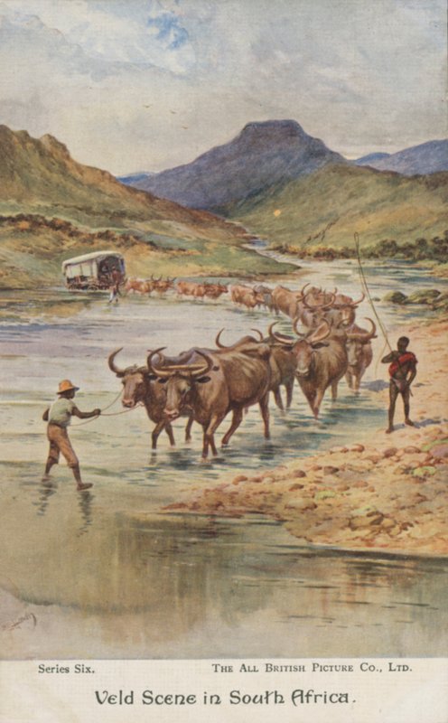 Farmers droving cattle, South Africa by Evelyn Stuart Hardy