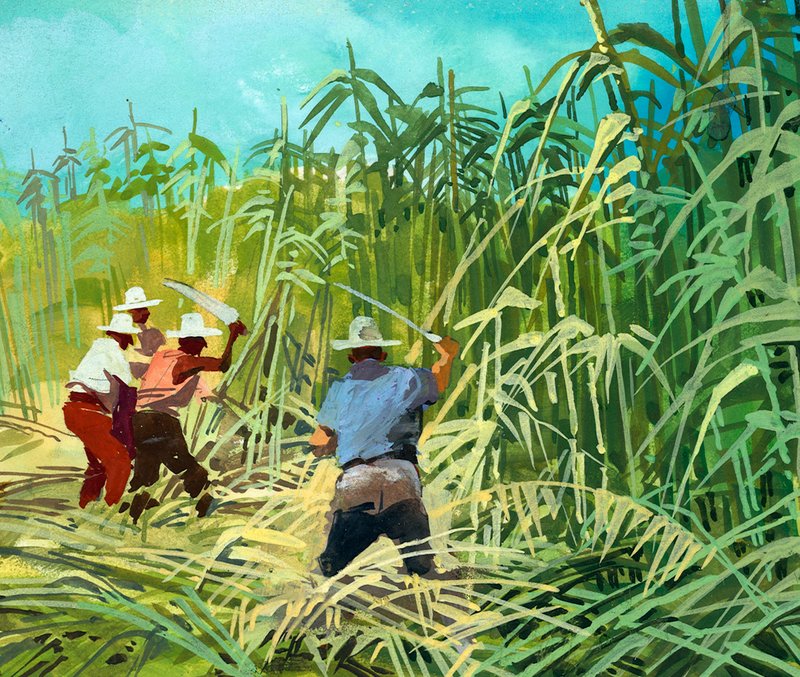 Cutting sugar cane in Argentina by Ferdinando Tacconi