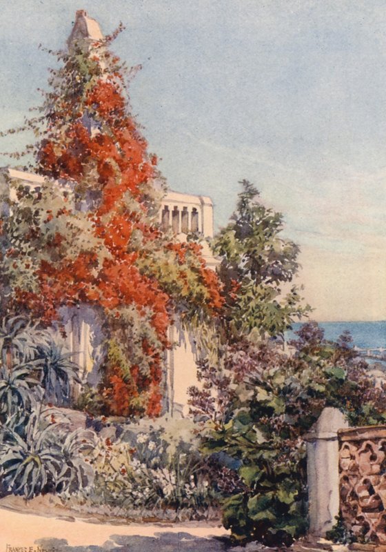 Bougainvillaea, Algiers by Frances Nesbitt