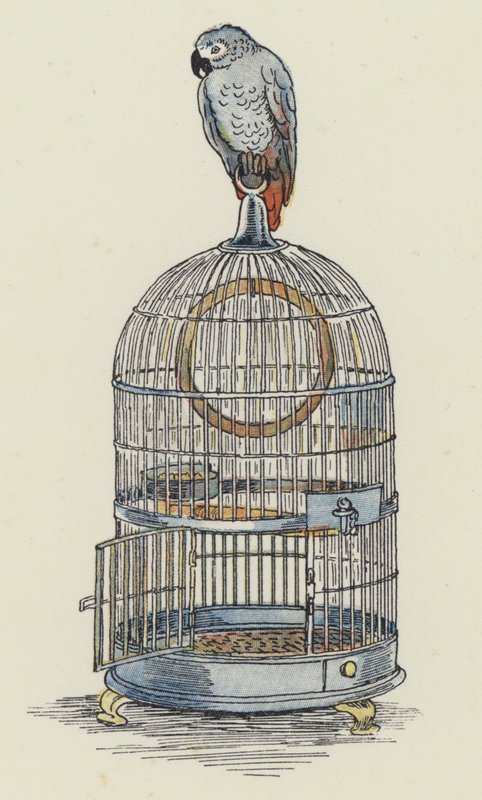 Parrot Sitting on Top of Its Cage by Francis Donkin Bedford