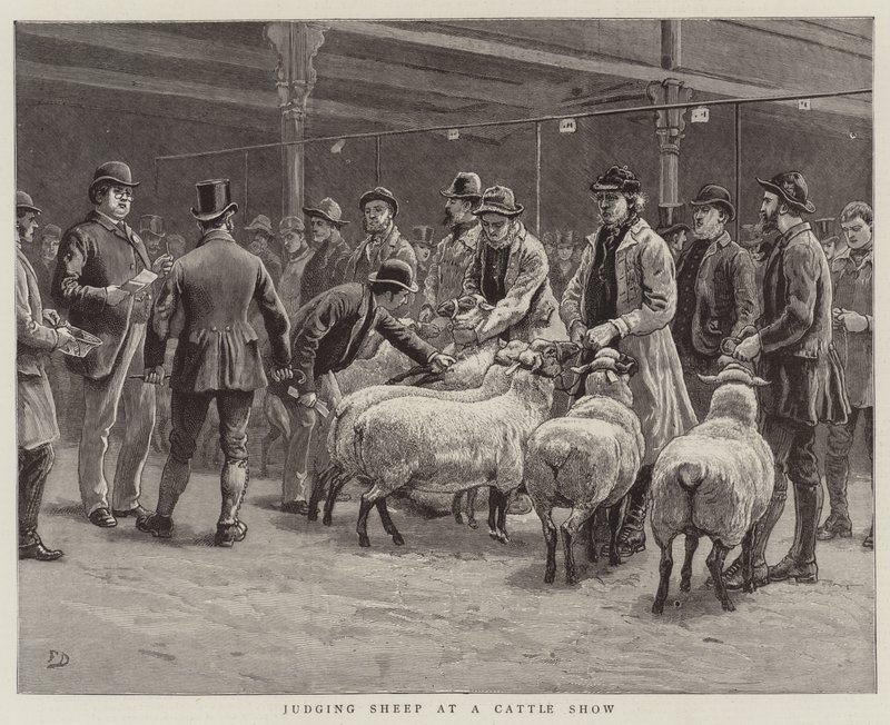 Judging Sheep at a Cattle Show by Frank Dadd