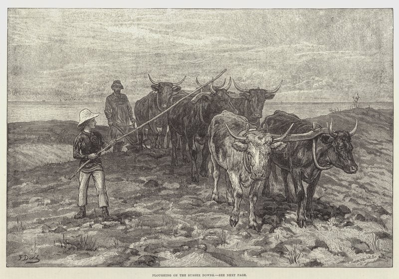 Ploughing on the Sussex Downs by Frank Dadd
