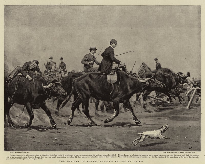 The British in Egypt, Buffalo Racing at Cairo by Frank Dadd