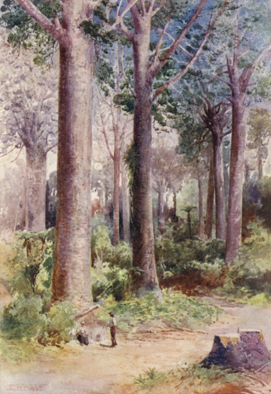 New Zealand: Among the Kauri by Frank H Wright