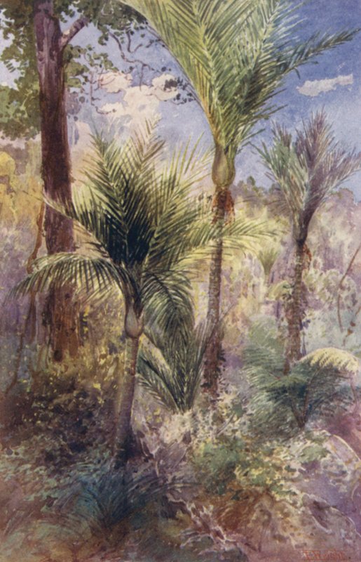 New Zealand: Nikau Palms by Frank H Wright