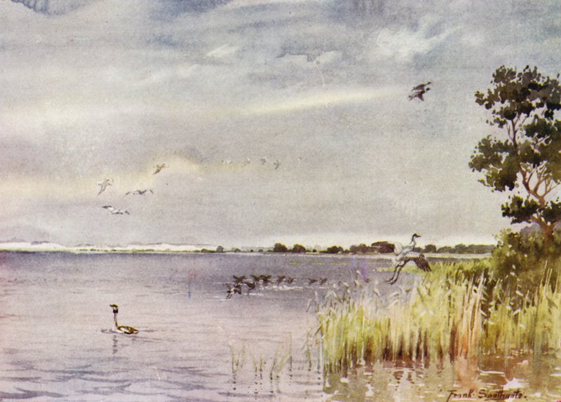 Norfolk Broads: Horsey Mere by Frank Southgate