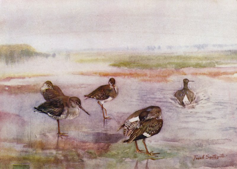 Norfolk Broads: Redshank by Frank Southgate